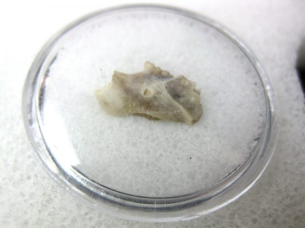 Genuine Oligocene Age Eumys Elegans Rodent Jaw Section From Nebraska For Sale #20