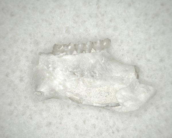 Genuine Oligocene Age Eumys Elegans Rodent Jaw Section From Nebraska For Sale #20a