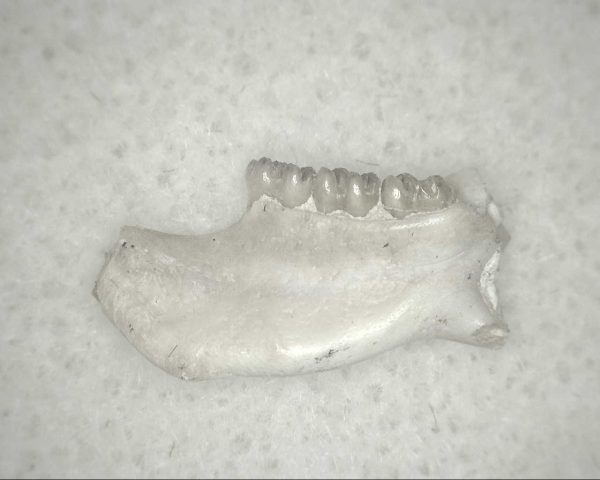 Genuine Oligocene Age Eumys Elegans Rodent Jaw Section From Nebraska For Sale #21a