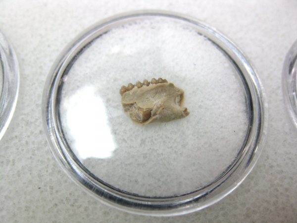 Genuine Oligocene Age Eumys Elegans Rodent Jaw Section From Nebraska For Sale #22