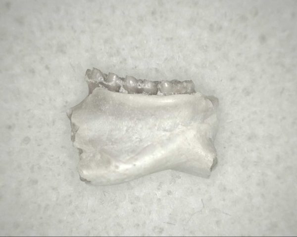 Genuine Oligocene Age Eumys Elegans Rodent Jaw Section From Nebraska For Sale #23a