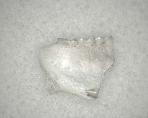 Genuine Oligocene Age Eumys Elegans Rodent Jaw Section From Nebraska For Sale #24b