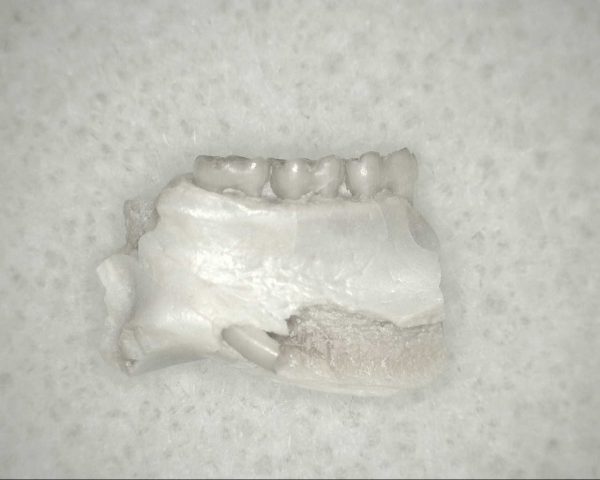 Genuine Oligocene Age Eumys Elegans Rodent Jaw Section From Nebraska For Sale #25a