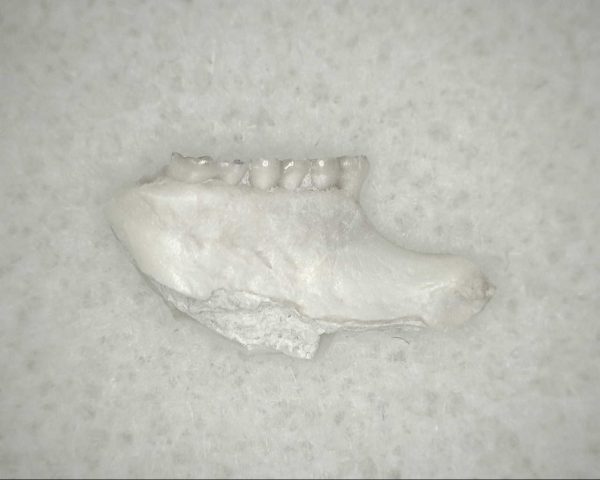 Genuine Oligocene Age Eumys Elegans Rodent Jaw Section From Nebraska For Sale #26a