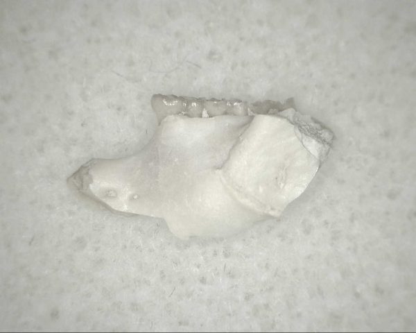 Genuine Oligocene Age Eumys Elegans Rodent Jaw Section From Nebraska For Sale #26b