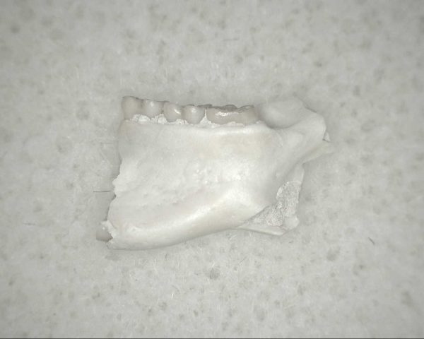 Genuine Oligocene Age Eumys Elegans Rodent Jaw Section From Nebraska For Sale #28a