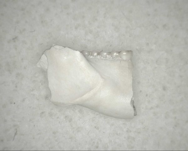 Genuine Oligocene Age Eumys Elegans Rodent Jaw Section From Nebraska For Sale #28b