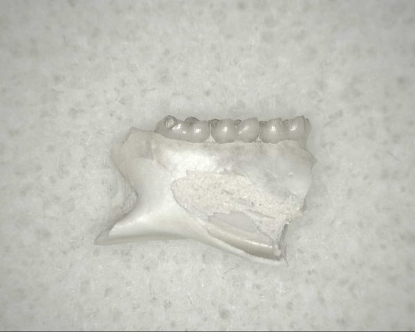 Genuine Oligocene Age Eumys Elegans Rodent Jaw Section From Nebraska For Sale #29a