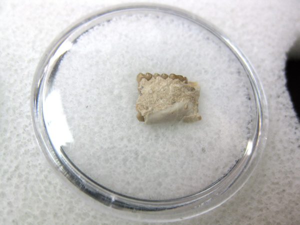 Genuine Oligocene Age Eumys Elegans Rodent Jaw Section From Nebraska For Sale #30