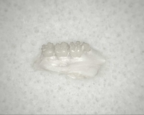 Genuine Oligocene Age Eumys Elegans Rodent Jaw Section From Nebraska For Sale #32a