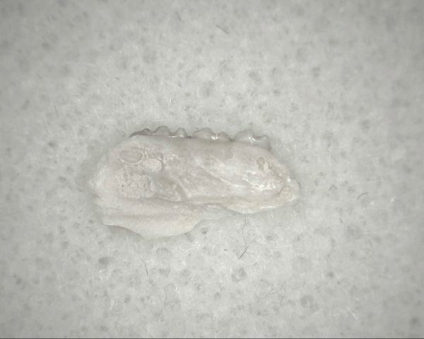 Genuine Oligocene Age Eumys Elegans Rodent Jaw Section From Nebraska For Sale #32b