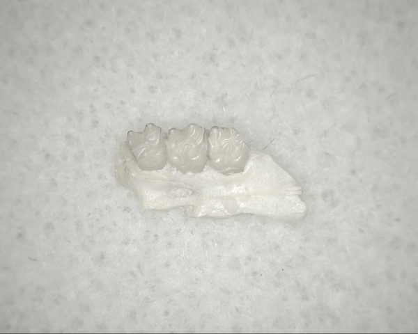 Genuine Oligocene Age Eumys Elegans Rodent Jaw Section From Nebraska For Sale #33a