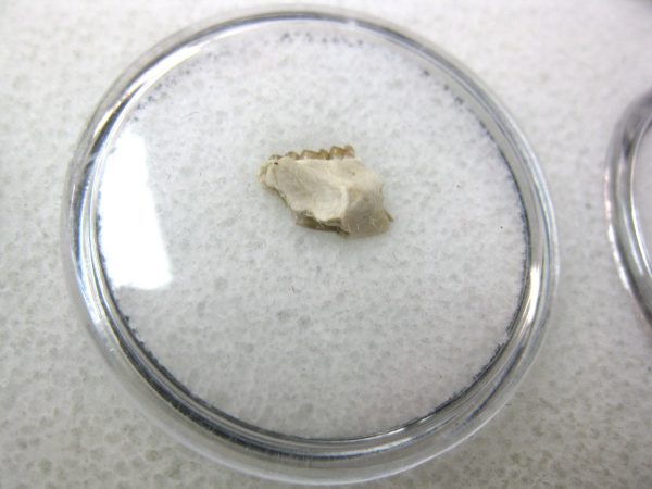 Genuine Oligocene Age Eumys Elegans Rodent Jaw Section From Nebraska For Sale #34