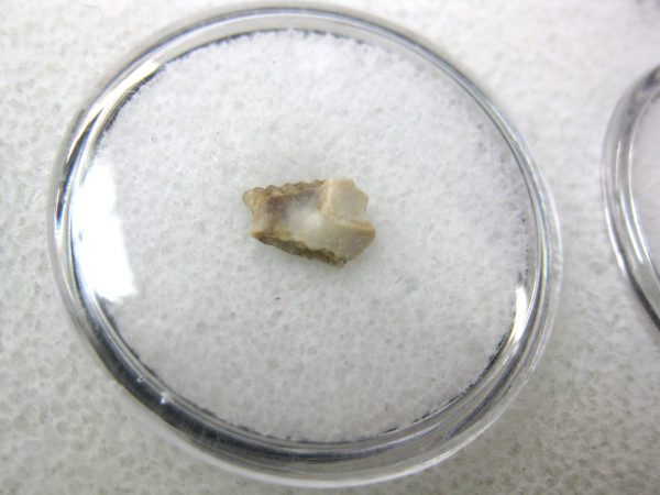 Genuine Oligocene Age Eumys Elegans Rodent Jaw Section From Nebraska For Sale #35