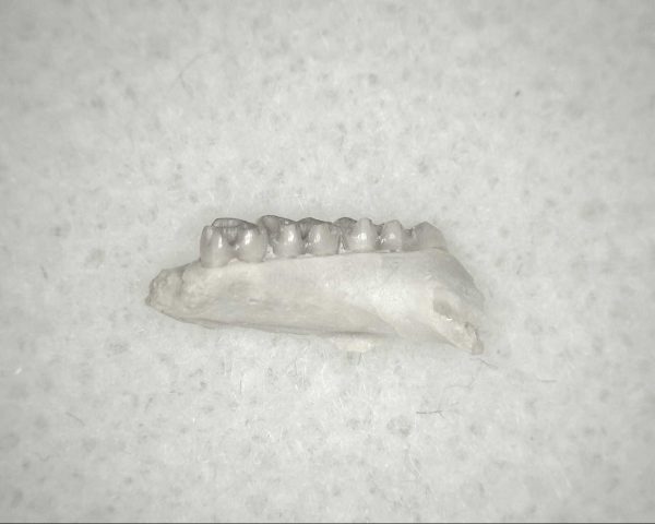 Genuine Oligocene Age Eumys Elegans Rodent Jaw Section From Nebraska For Sale #36b