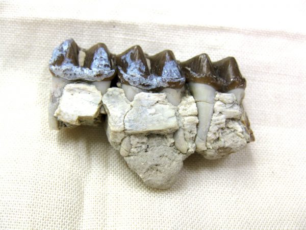 Genuine Oligocene Age Mesohippus Jaw Fossil For Sale from Nebraska #28a