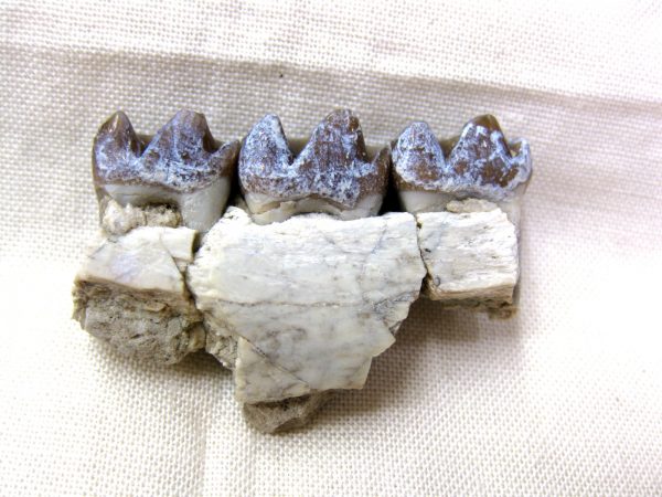 Genuine Oligocene Age Mesohippus Jaw Fossil For Sale from Nebraska #28b