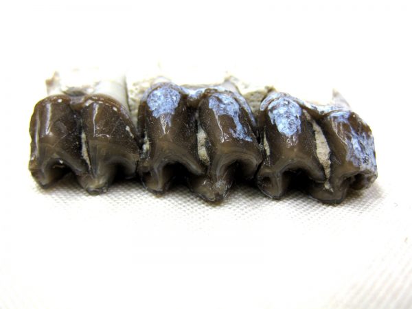 Genuine Oligocene Age Mesohippus Jaw Fossil For Sale from Nebraska #28c