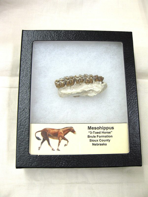 Genuine Oligocene Age Mesohippus Jaw Fossil For Sale from Nebraska #29