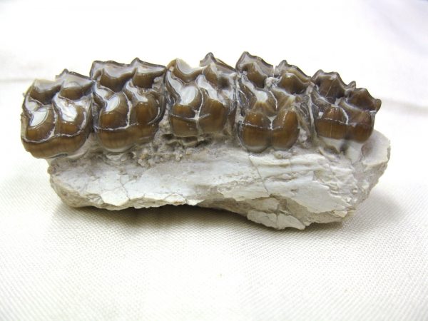 Genuine Oligocene Age Mesohippus Jaw Fossil For Sale from Nebraska #29a