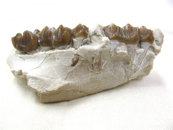 Genuine Oligocene Age Mesohippus Jaw Fossil For Sale from Nebraska #29b