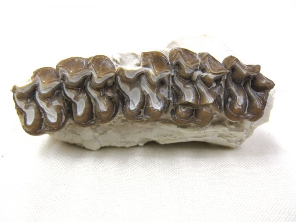 Genuine Oligocene Age Mesohippus Jaw Fossil For Sale from Nebraska #29c