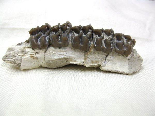 Genuine Oligocene Age Mesohippus Jaw Fossil For Sale from Nebraska #30a