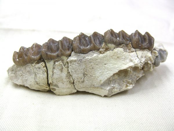 Genuine Oligocene Age Mesohippus Jaw Fossil For Sale from Nebraska #30b