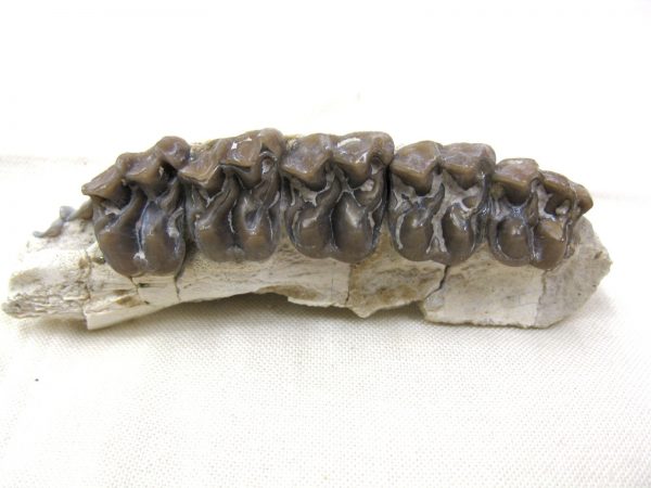 Genuine Oligocene Age Mesohippus Jaw Fossil For Sale from Nebraska #30c