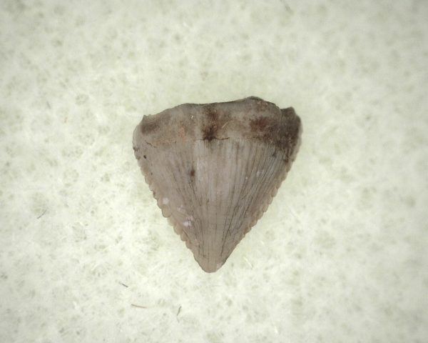 Triassic Ornithischian Tooth #15 - Image 2