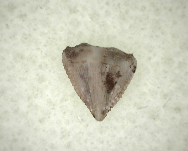 Triassic Ornithischian Tooth #15 - Image 3