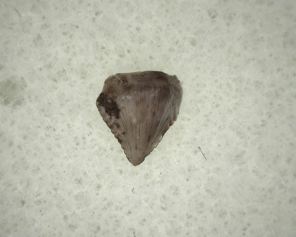 Triassic Ornithischian Tooth #19 - Image 2