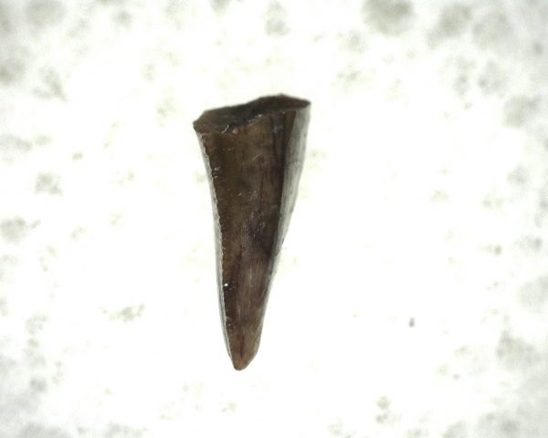 "Apachesaurus" Amphibian Tooth #15 - Image 3