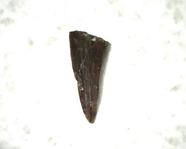 "Apachesaurus" Amphibian Tooth #15 - Image 2