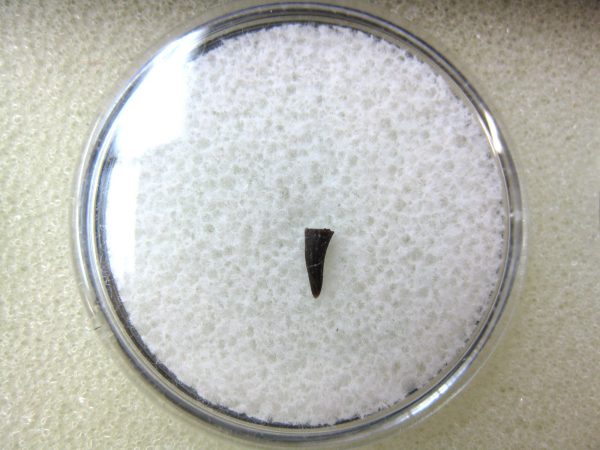 "Apachesaurus" Amphibian Tooth #16