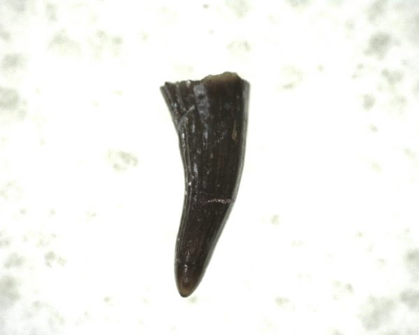 "Apachesaurus" Amphibian Tooth #16 - Image 3