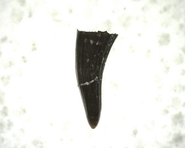 "Apachesaurus" Amphibian Tooth #16 - Image 2