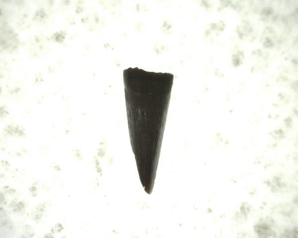 "Apachesaurus" Amphibian Tooth #17 - Image 2