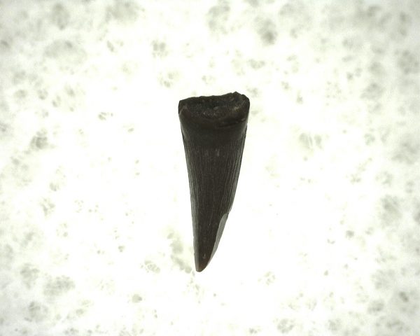 "Apachesaurus" Amphibian Tooth #17 - Image 3