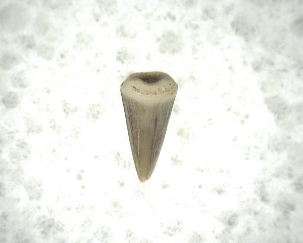 "Apachesaurus" Amphibian Tooth #18 - Image 2