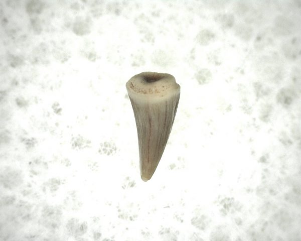 "Apachesaurus" Amphibian Tooth #18 - Image 3