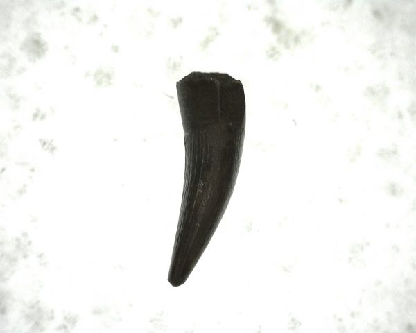 "Apachesaurus" Amphibian Tooth #19 - Image 3