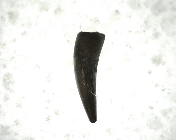 "Apachesaurus" Amphibian Tooth #19 - Image 2