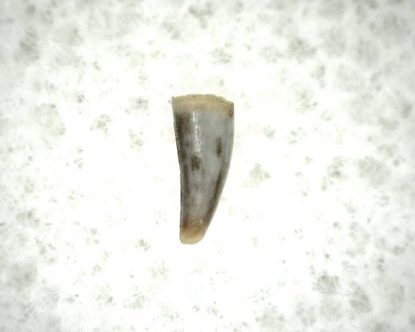 "Apachesaurus" Amphibian Tooth #21 - Image 3