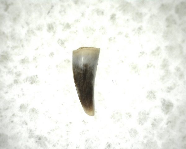 "Apachesaurus" Amphibian Tooth #21 - Image 2