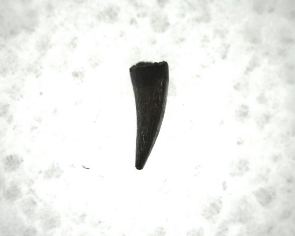 "Apachesaurus" Amphibian Tooth #22 - Image 3