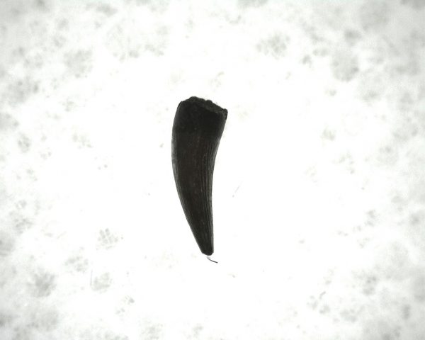 "Apachesaurus" Amphibian Tooth #22 - Image 2