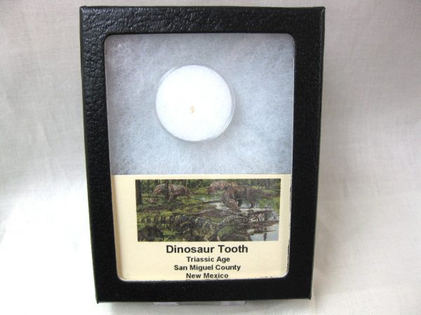 Triassic Dinosaur Tooth #10