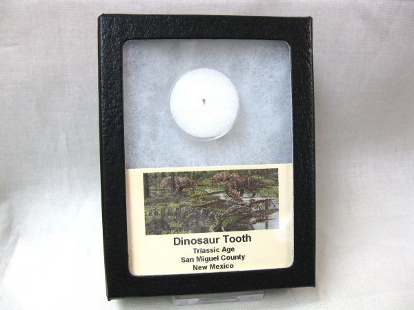 Triassic Dinosaur Tooth #2