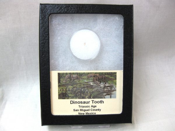 Triassic Dinosaur Tooth #3